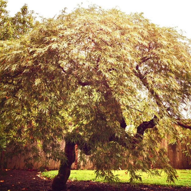 Fall Tree