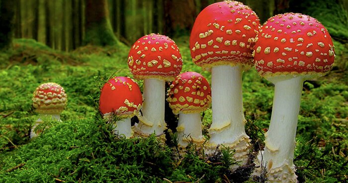amanita-muscaria-toadstools